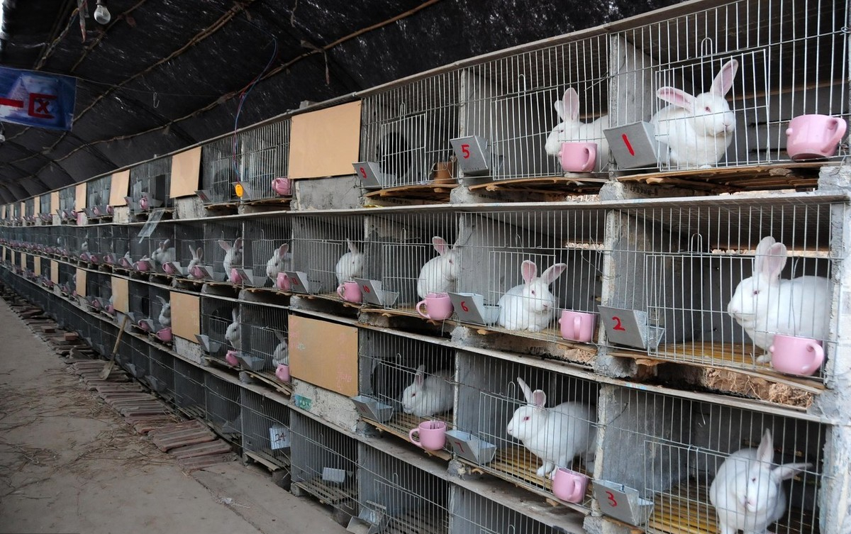 养兔最快的方法(养兔子技术大全)