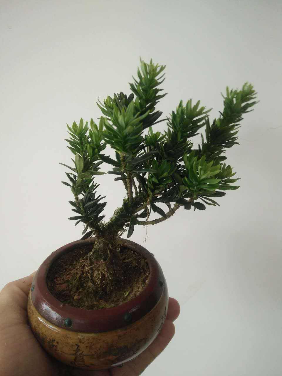 罗汉松盆景长不好不要着急,找出原因才是重点