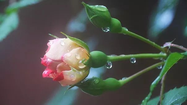 节气雨水：西塞山前白鹭飞，桃花流水鳜鱼肥