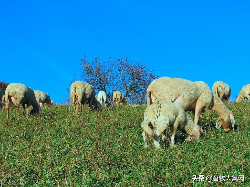 肉羊品种,肉羊品种排行大全