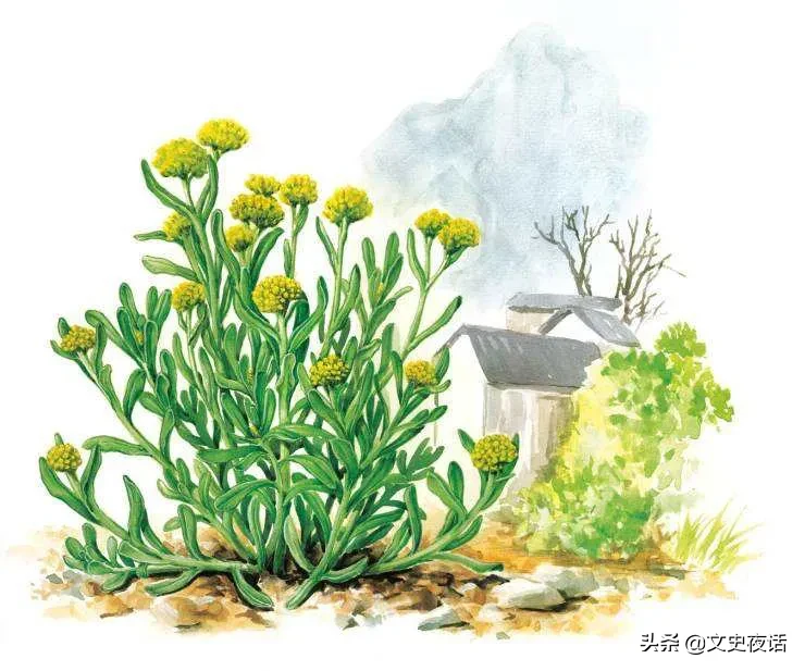 这些诗词中的植物名，你读对了吗？