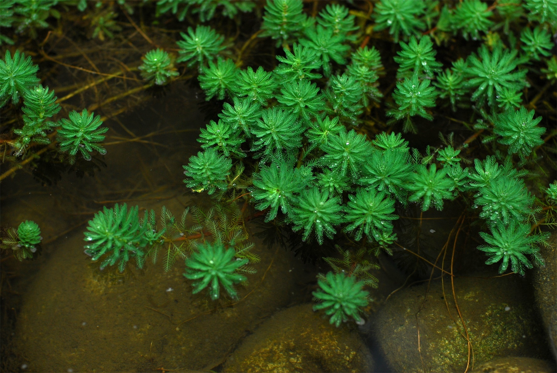 13种适合花园种植的水生植物,有你宠爱的吗?