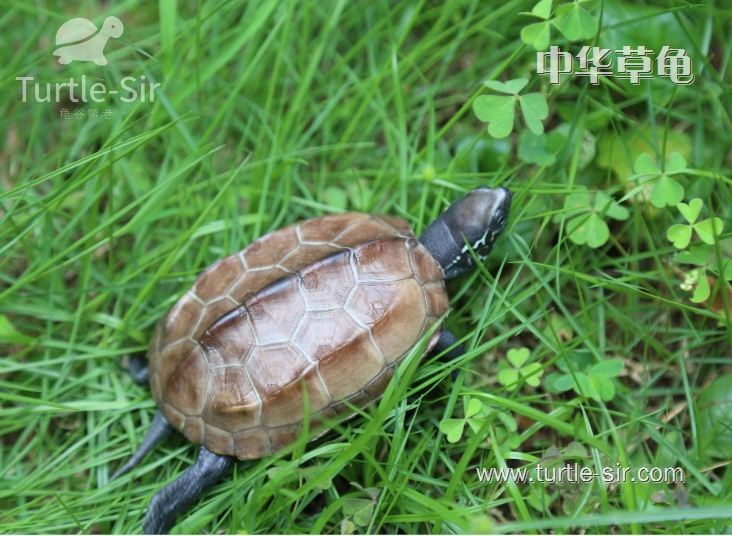 中华龟的家(jia)庭饲养方法（中华龟的家(jia)庭饲养方法和注意事(shi)项视频）-悠嘻资讯网