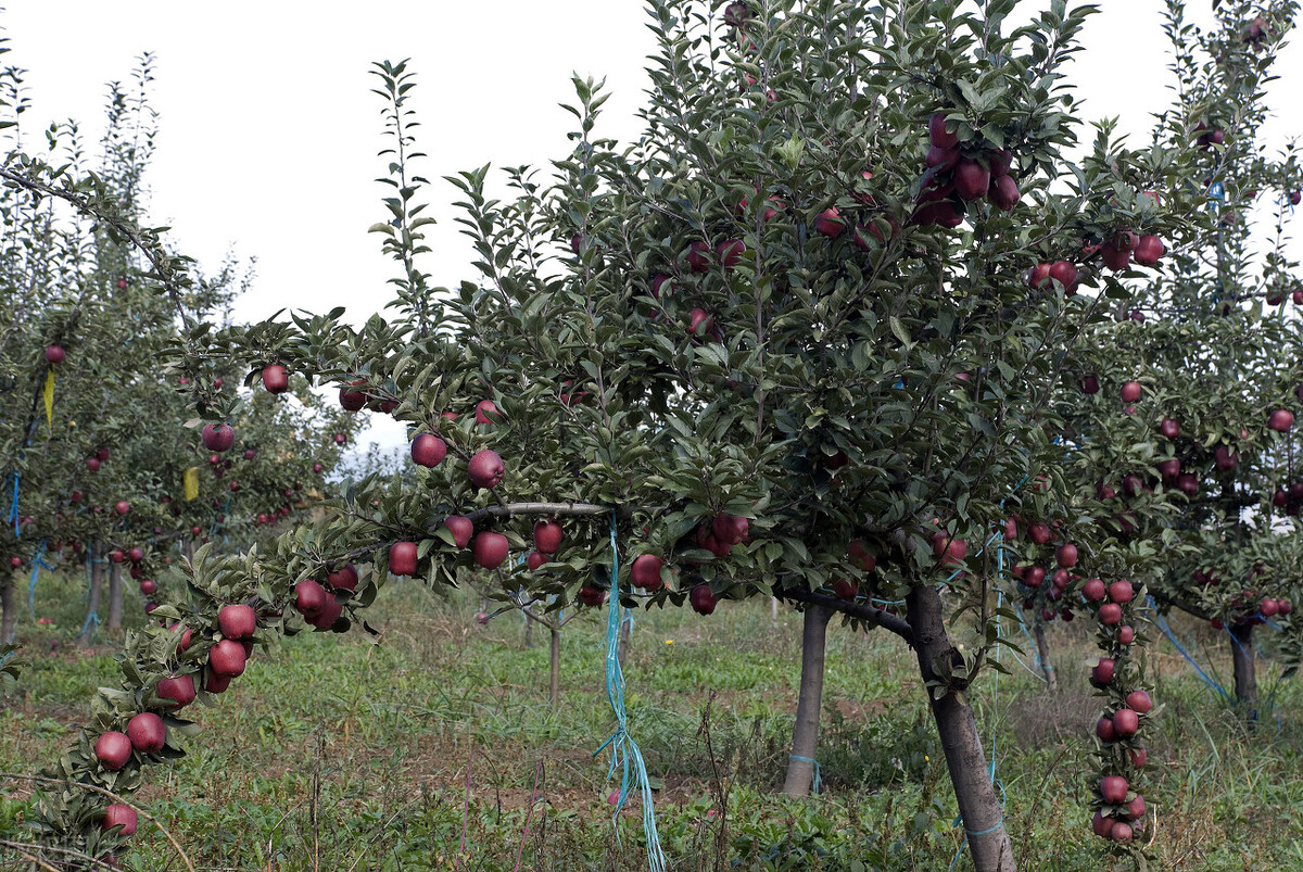 花牛苹果跌至6毛，当季冬枣“烂市”，葡萄柚大跌3元，水果咋了？