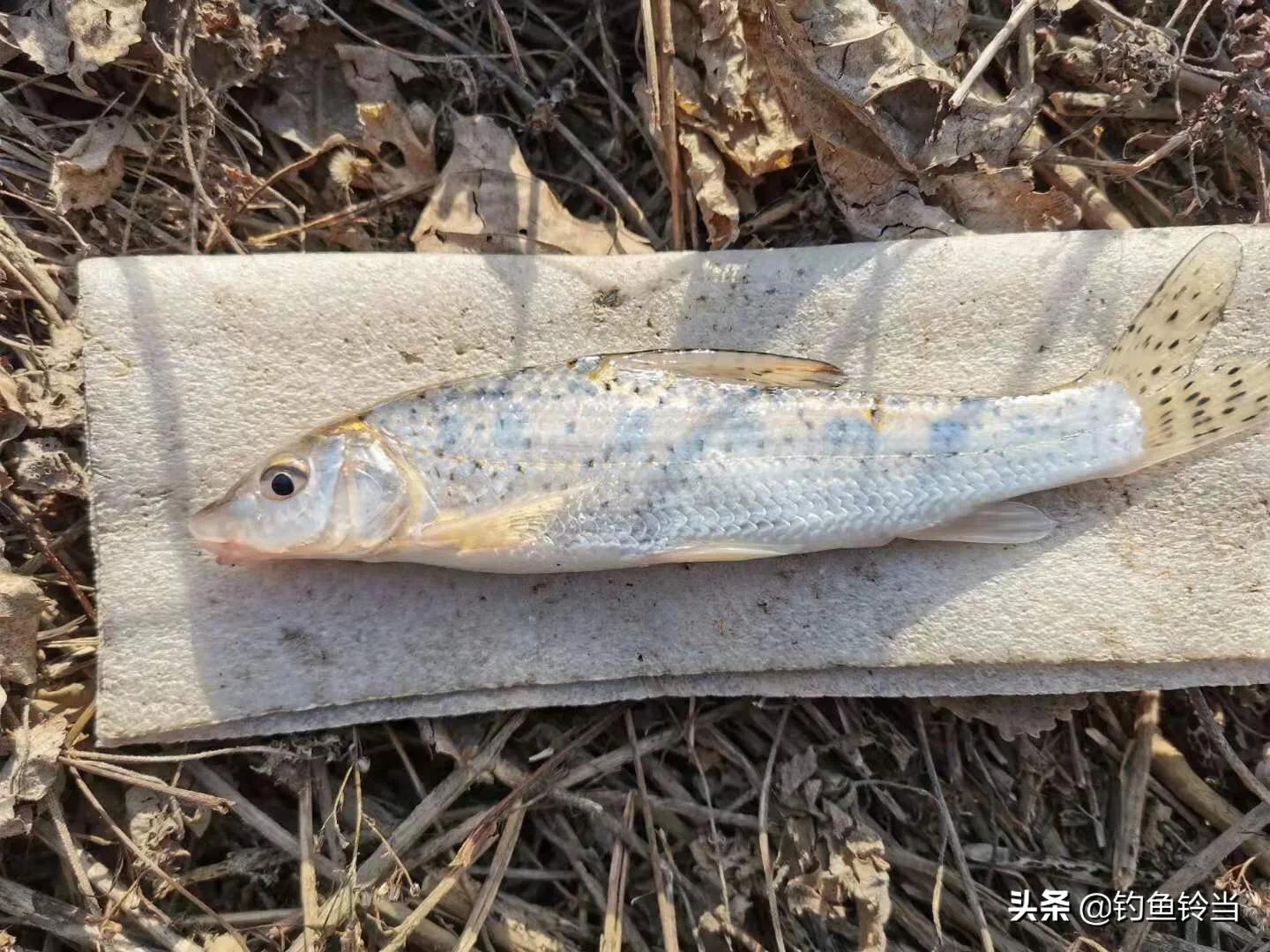 1,体形特征花骨鱼的身体为长形,前段圆棒状,后段稍侧扁,腹部圆,眼突出