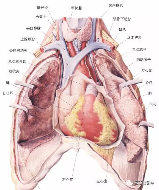 纵隔解剖 + 纵隔疾病X线诊断要点