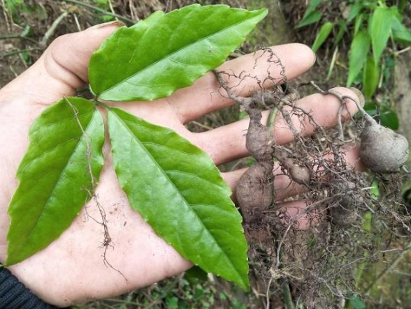 三叶青价格多少钱一斤(寻常植物被捧上神坛) - 价格百科