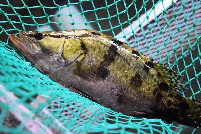 野生桂魚越來越水漲船高,為什麼現在很少吃到野生桂魚了?