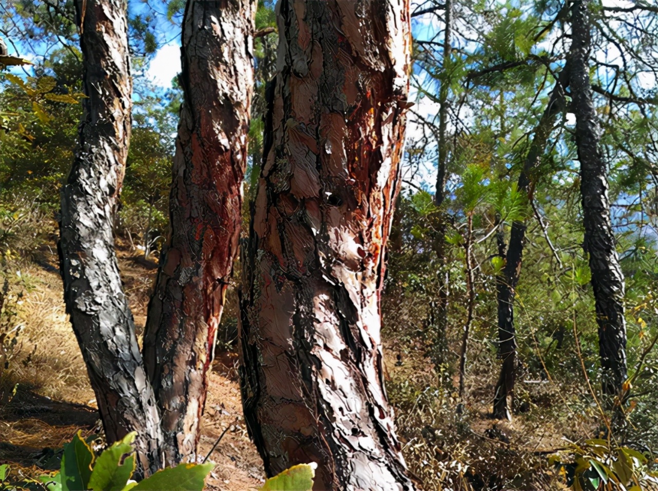 农民用来烧火的枞树叶子,做成松针茶卖30元一斤,有人靠它发财