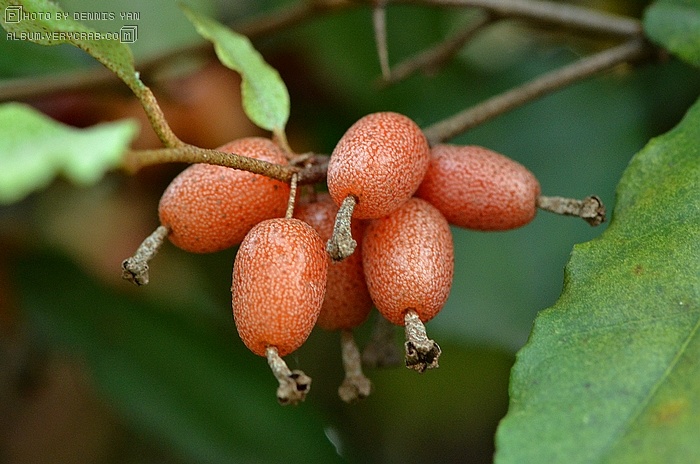 这种山林里的牛奶子,它的学名叫做"胡颓子",是很常见的野果子,常绿的