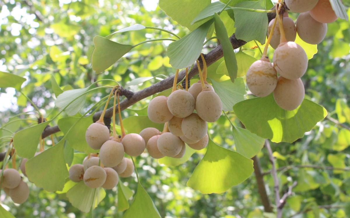 20颗即可致死！银杏果毒性这么强，为啥在城市里随处可见？