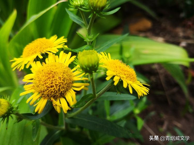 家乡的“水菊”（散文）