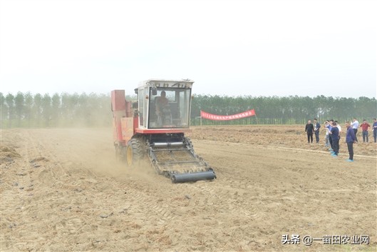 这种植物产油量是大豆的4倍，效益惊人却没农民愿意种，为啥？