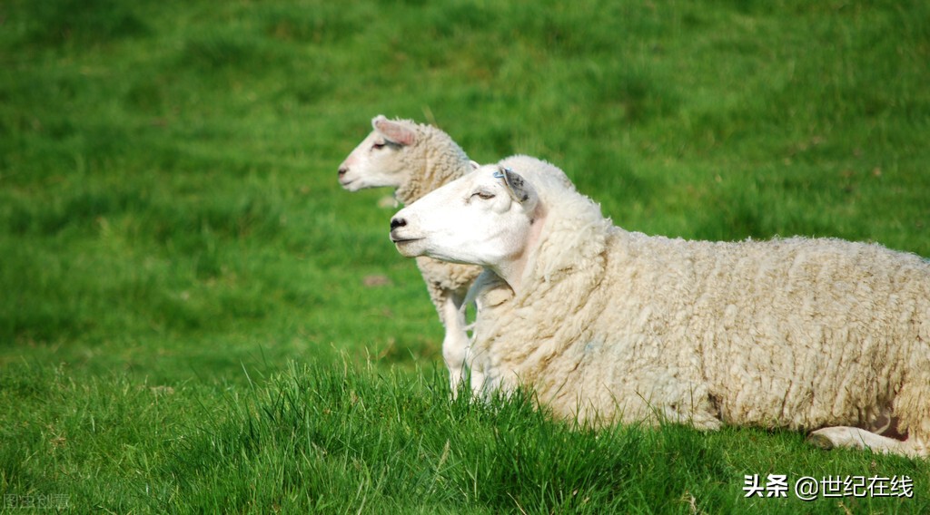 东昌学院（山东两所独立学院拟申请转设为民办本科院校）