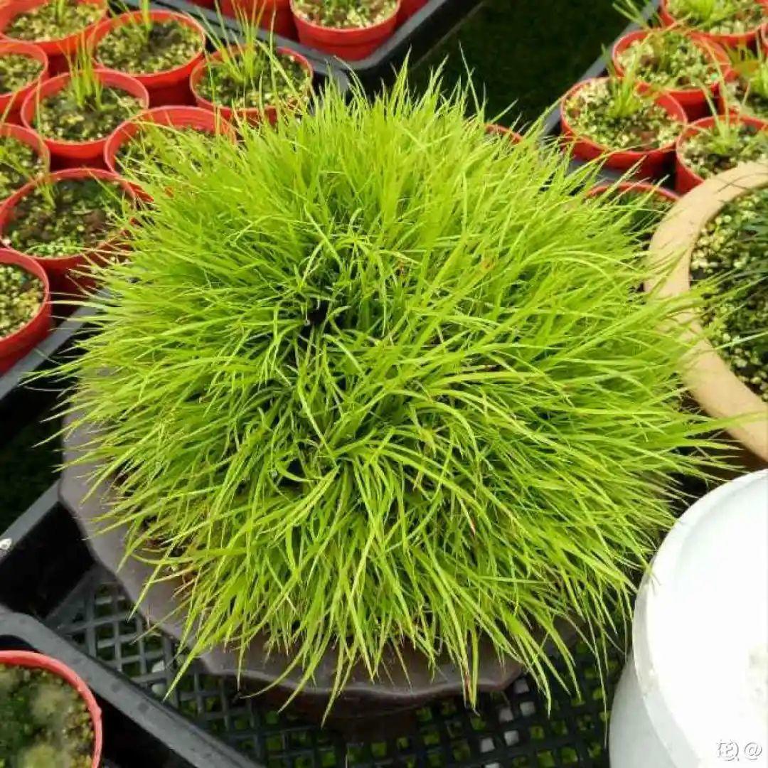 10种花太能喝水,一天一瓢水,7天爆满缸