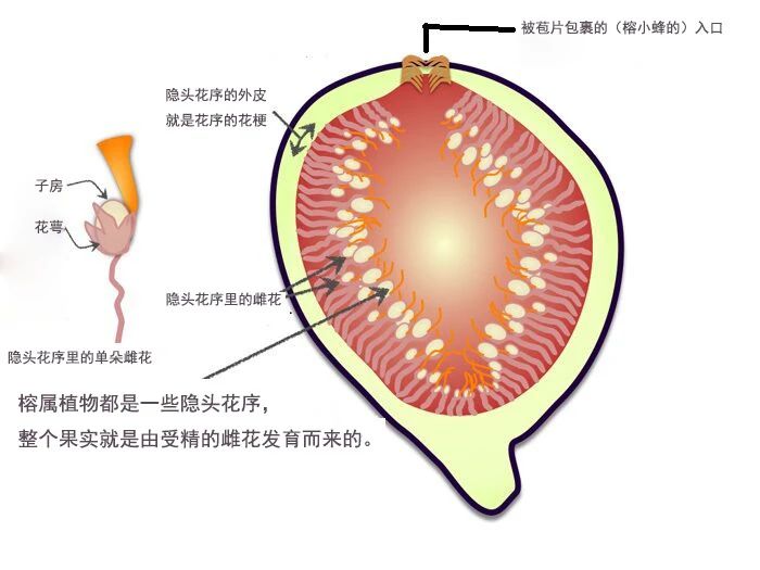 橡皮樹圖片,橡皮樹圖片及養殖方法