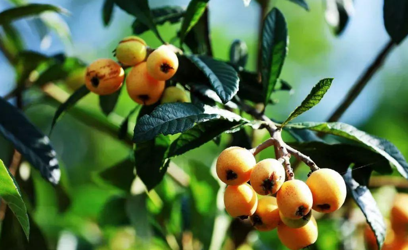 五月枇杷黄似橘，古诗词里的枇杷，这12首古诗你都知道吗？