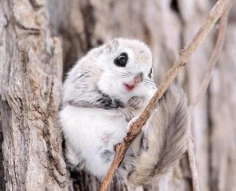 鼯鼠(飞鼠)图片