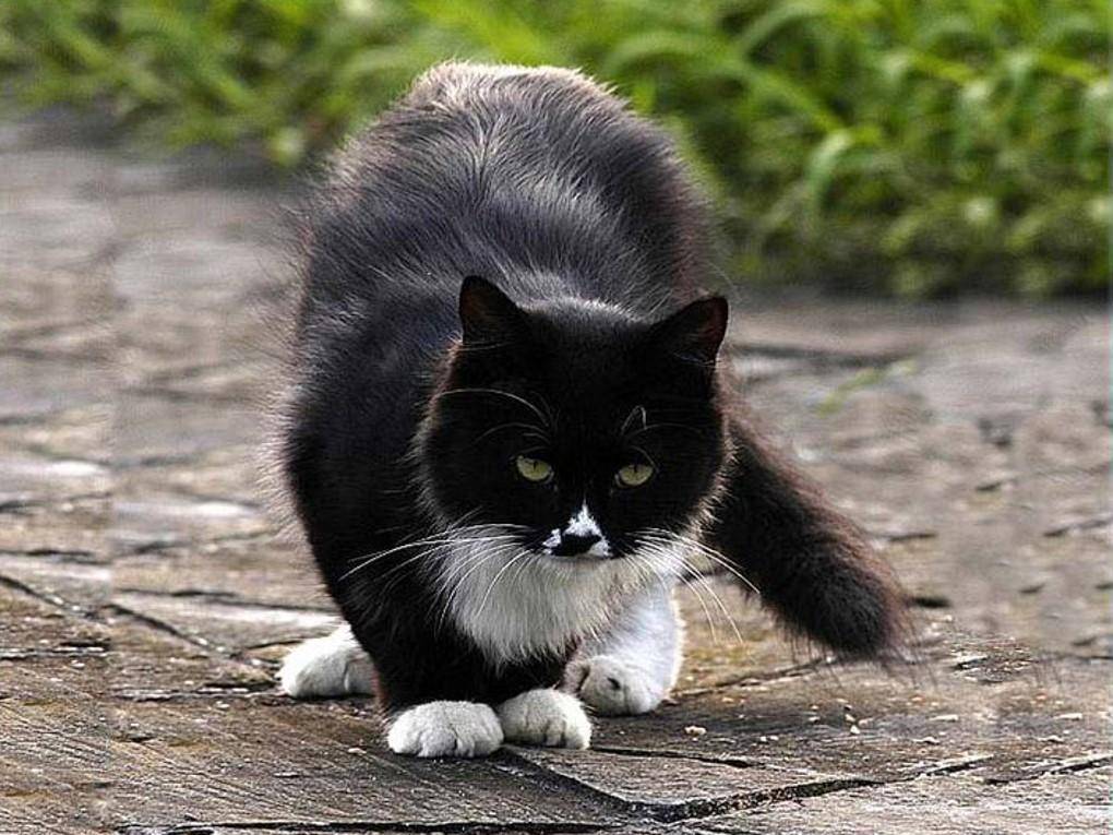 郑振铎《猫》:以"猫"喻人性,走出偏见的反思之书