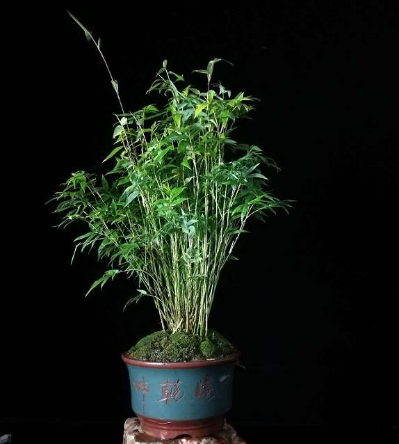 错,这种竹子养在桌上,比花还好看