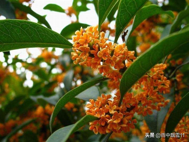桂花树栽培技术（教你6个养殖方法花开百朵满屋香）