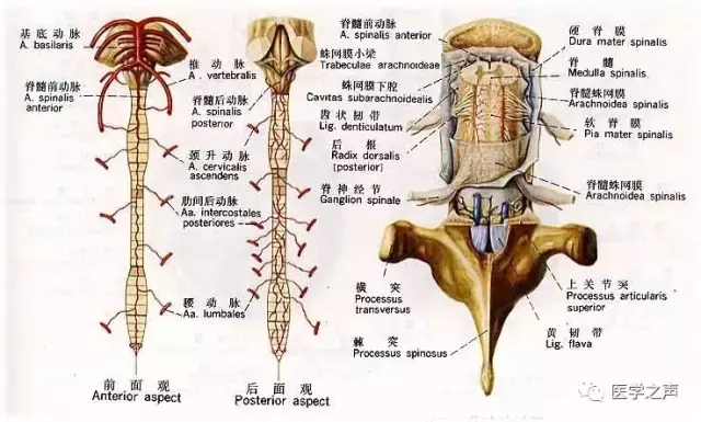 神经元结构示意图（神经元结构示意图手绘）-第47张图片-科灵网