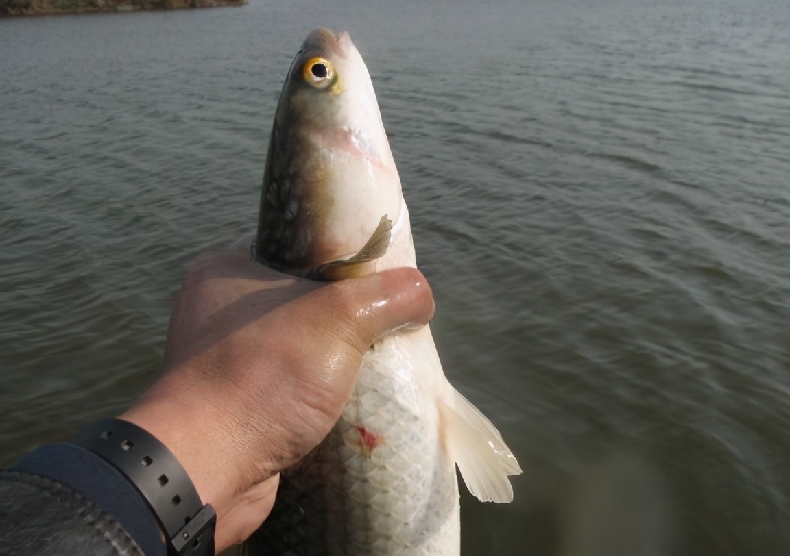 梭子魚圖片大全圖片(1分鐘瞭解梭子魚的真正樣子)