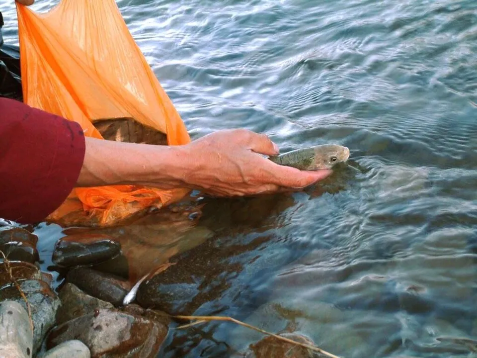 放生感应:你想象不到的越来越好转!