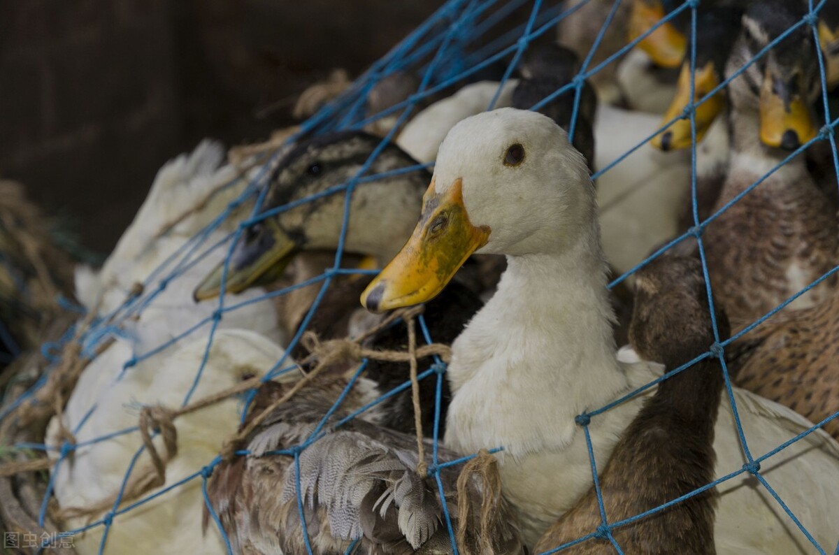 同样是鸭子,超市50一斤,菜市场20一斤有啥区别?看完后别乱买了