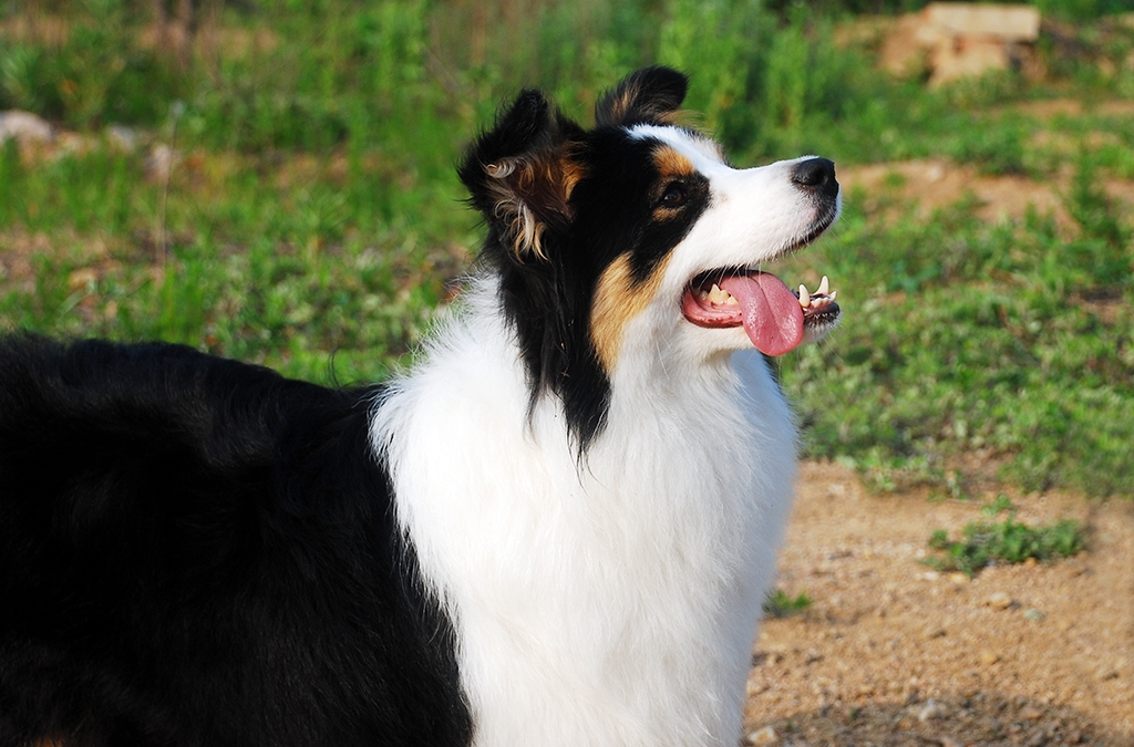 工作犬历届世界杯冠军(物种百科：边境牧羊犬)