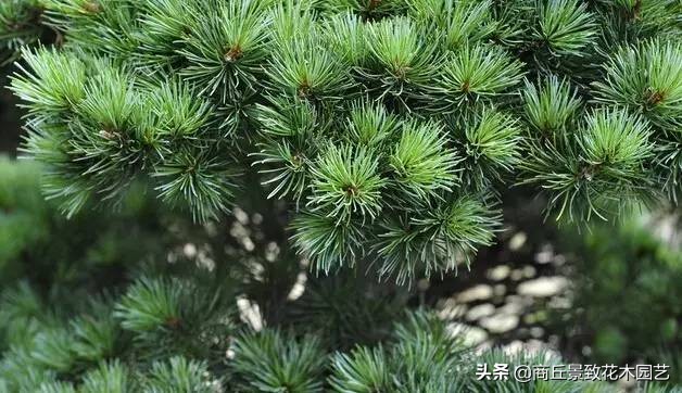 常绿乔木有哪些（70多种常用常绿乔木图例宝典）