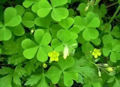 各种花的寓意及花语（100种花的花语大全）