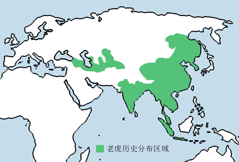 四十强赛D组印度VS孟加拉(更新世末，狮虎先后抵达印度次大陆，为何没引发“狮虎大战”？)