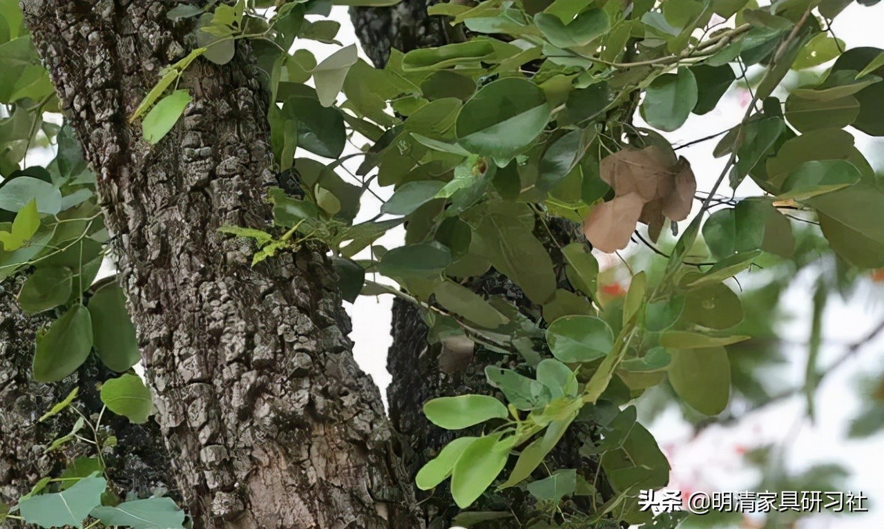 bairen(一文读懂紫檀)