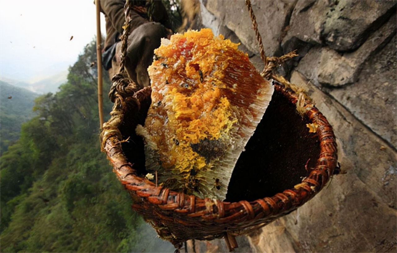 喜马拉雅山采蜜人：蜂蜜每公斤3500美元也不卖，特供给尼泊尔皇室