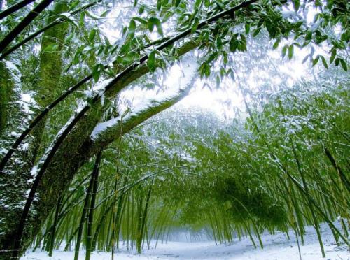 赋古风诗写竹林，寒宵霁雪，遥念山阳竹林，追思竹林六贤及竹林会