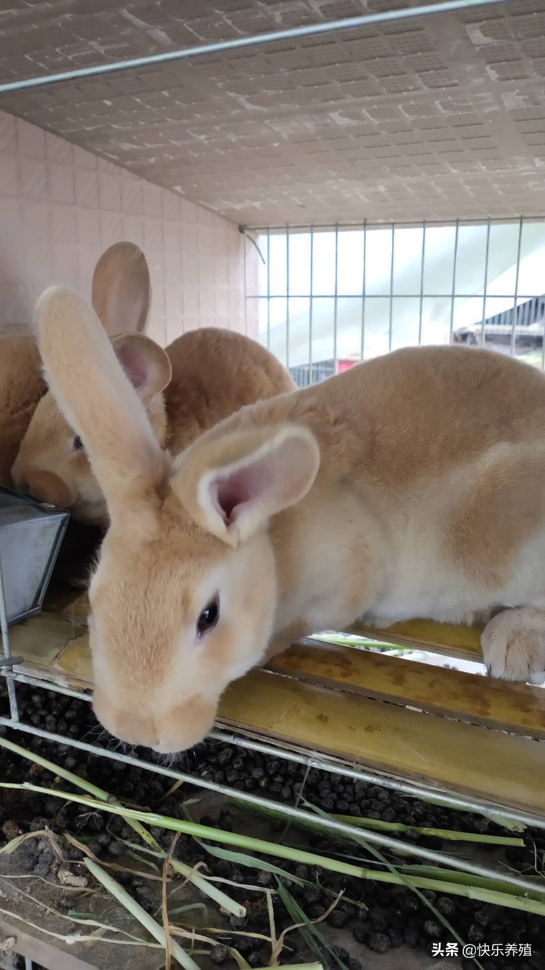 兔价跌至4元一斤，养兔人应如何自救？