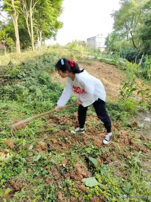 好心疼！绵阳十二三岁的娃娃，竟被学校赶下田去插秧子