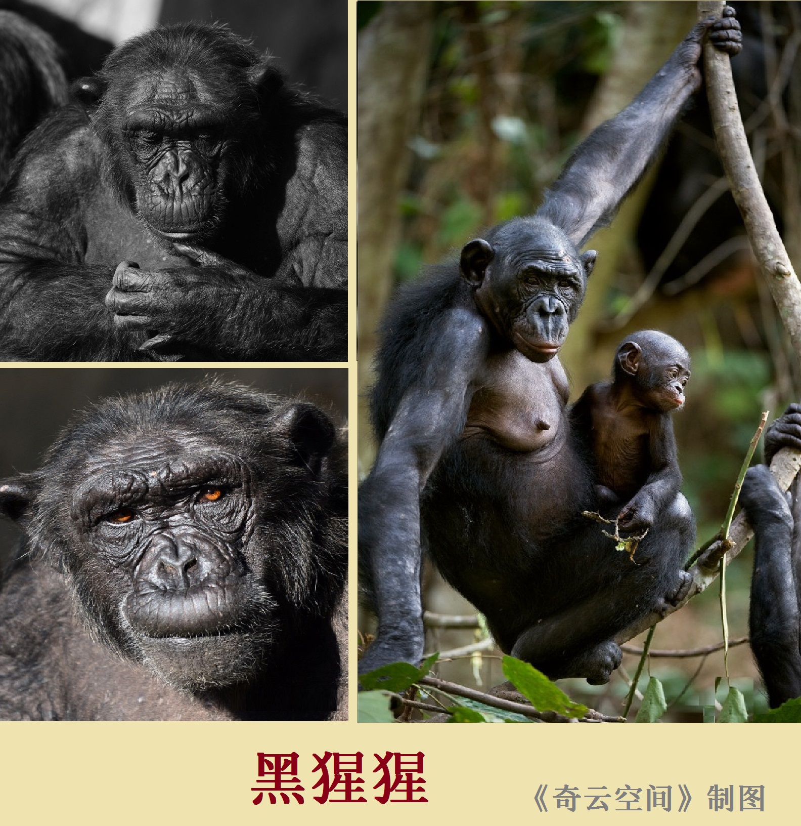 看《猿族崛起》，话人类“近亲”——人与猿的相同与不同（2）