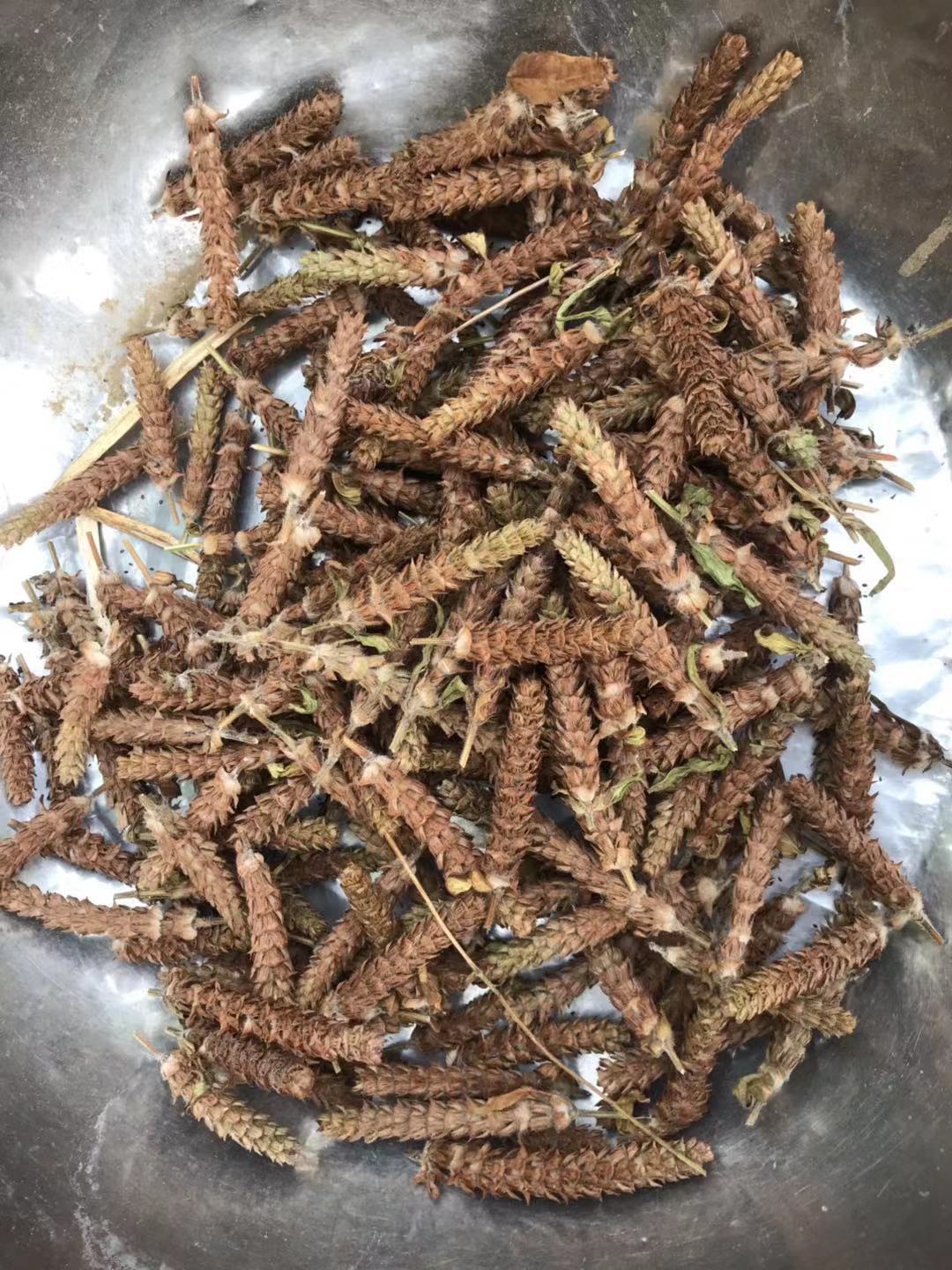 老家称为"牛抵头"的植物,却是一种良药,几乎每个人都喝过它