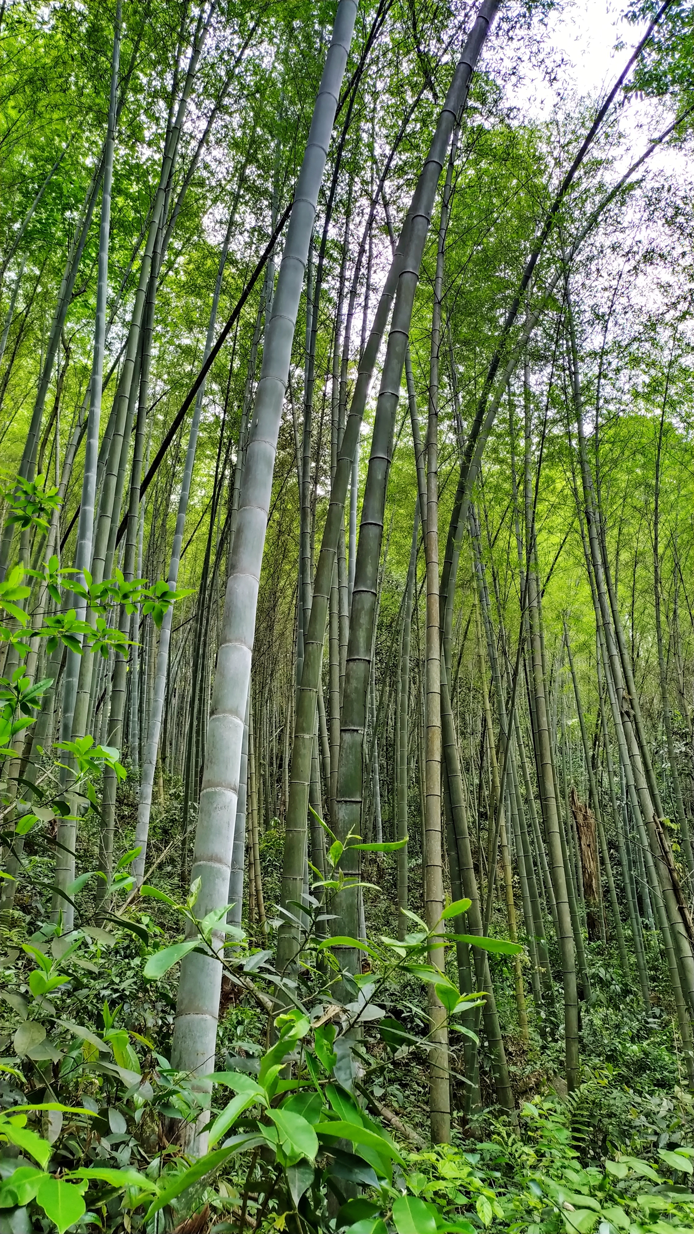 兰溪自驾游哪里好(离城市最近的国家森林公园！崇义阳明山是一个自驾游的好地方)