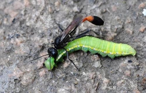 昆虫记干泥蜂的外形图片