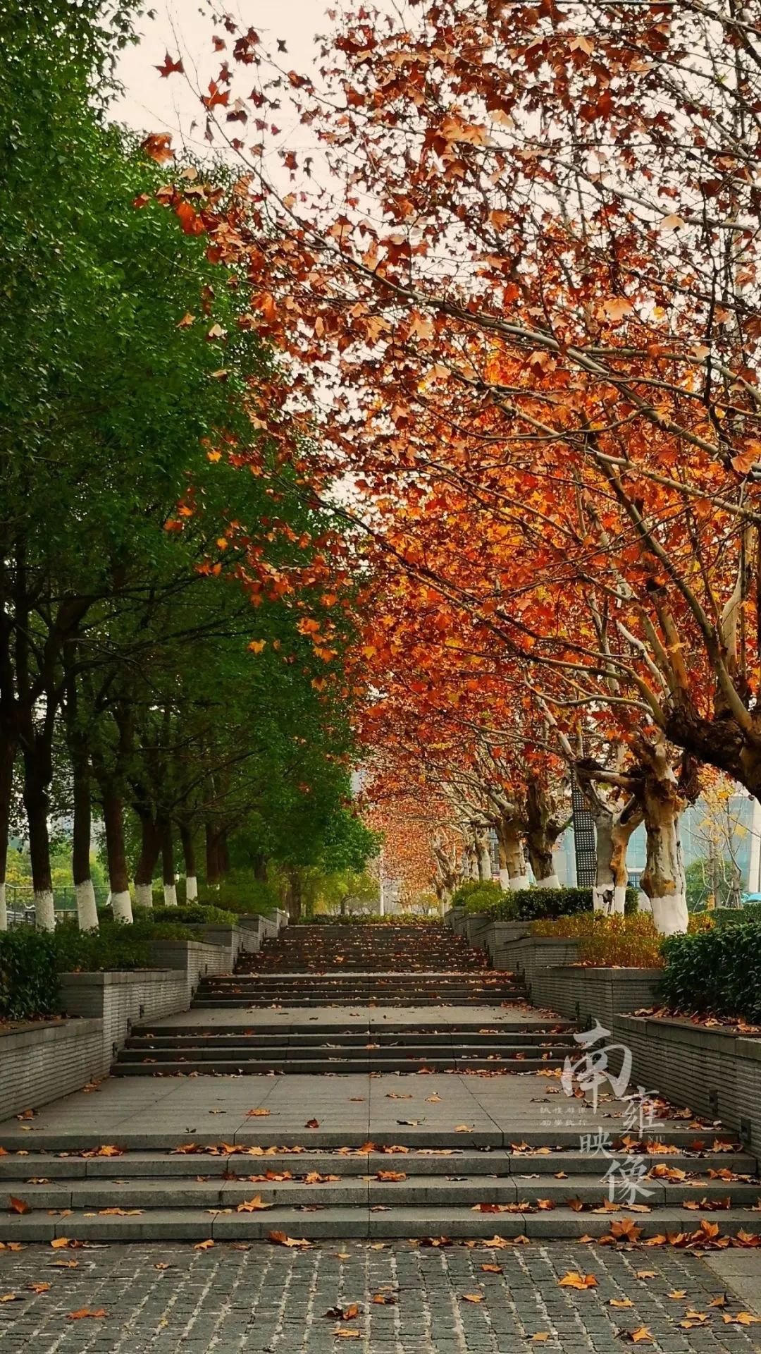 你的理想大学，终于被做成了手机壁纸