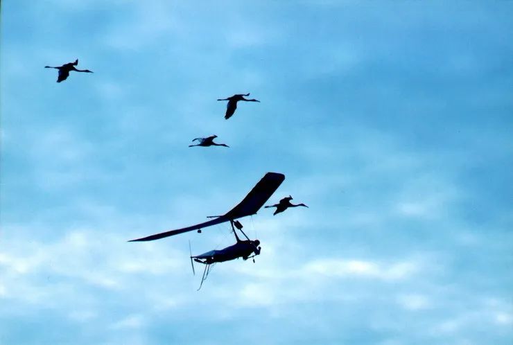 韦斯特马克效应（比有情人终成兄妹更狗血的是，你拿动物当宠物，它却把你当同类？）