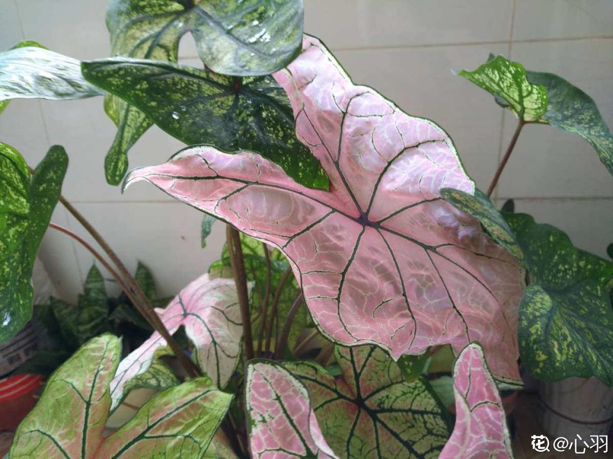 20种常见植物浇水方法,一句话说到重点,建议收藏