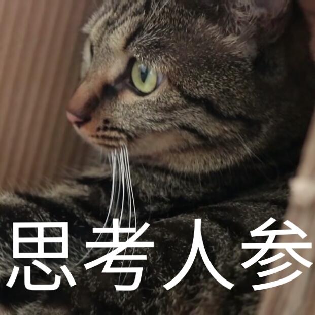 蒂姆嘟嘟tim猫品种(今天的猫猫也是元气满满呢)