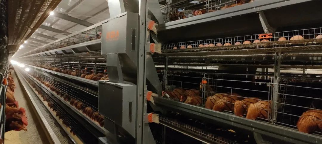 土鸡蛋更有营养？关于鸡蛋的这些常见误区，你知道吗？