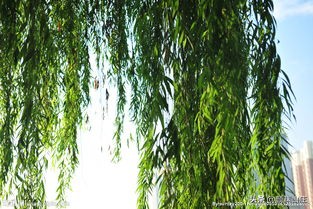 描写柳树诗词(53首)