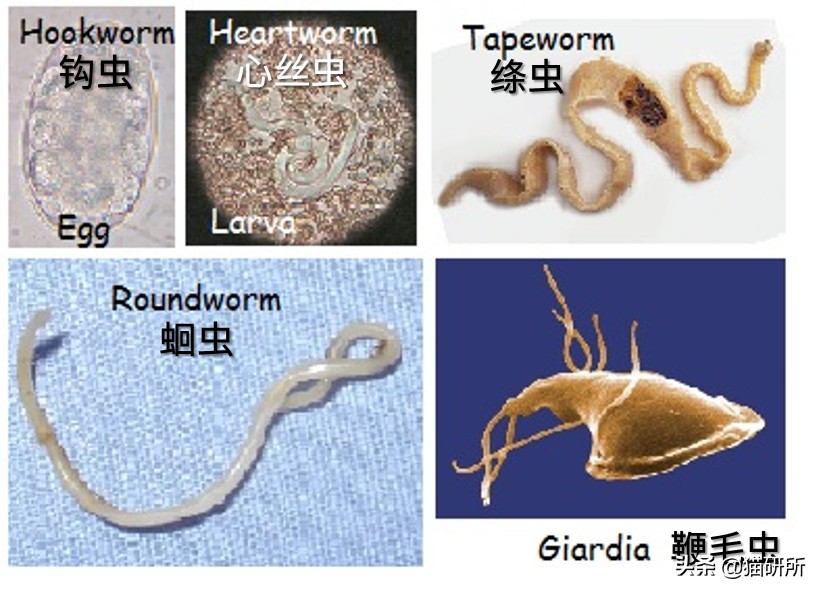 猫身上的寄生虫有哪些（6种常见猫咪寄生虫图鉴）