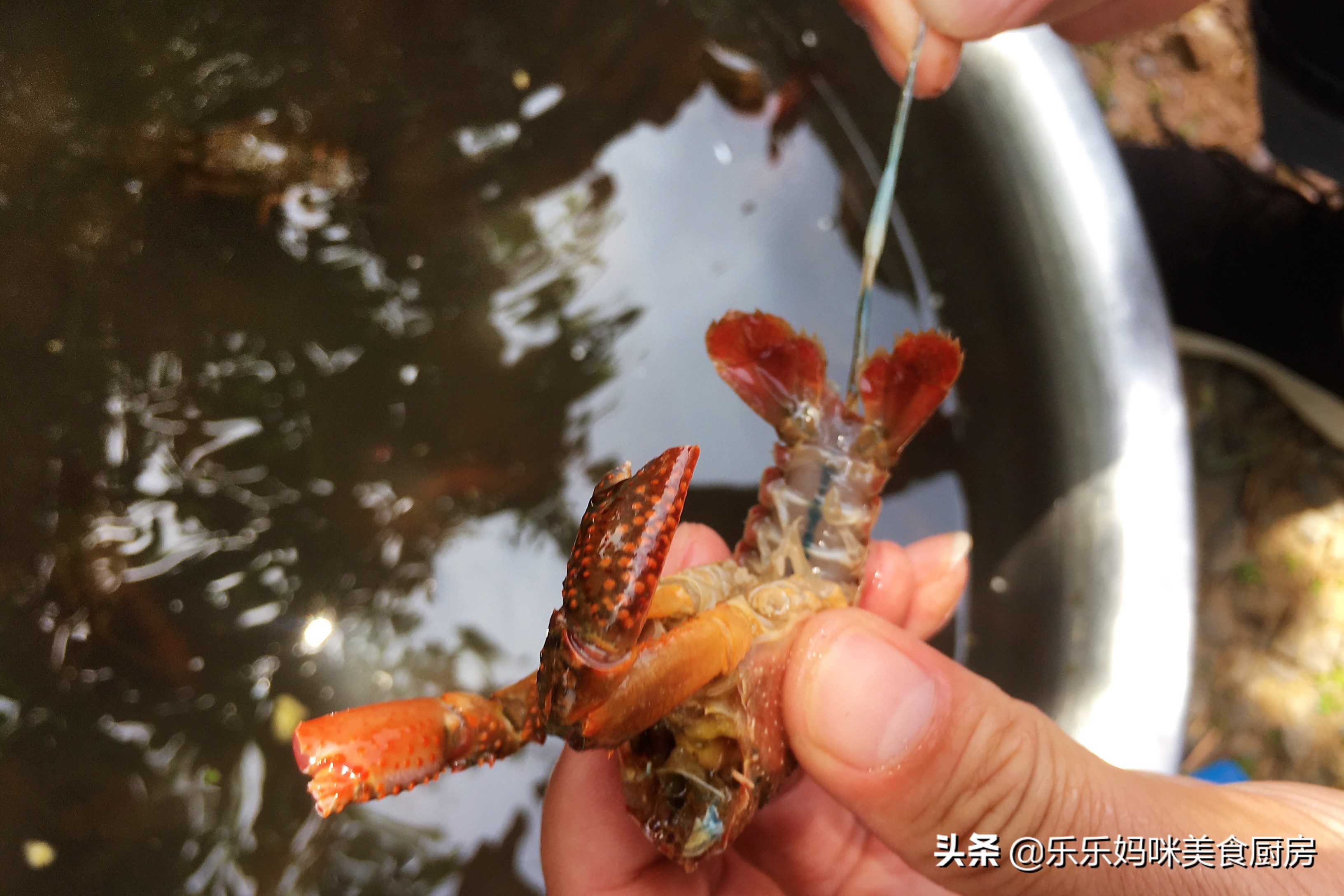 5月小龙虾正肥美，20块钱一斤，搭配鹌鹑蛋一起炒，好吃又实惠